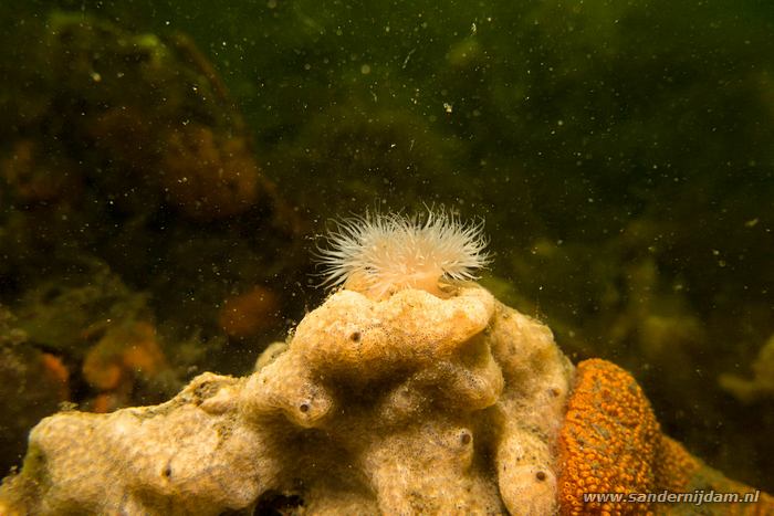 Scharendijke, 24-5-2014